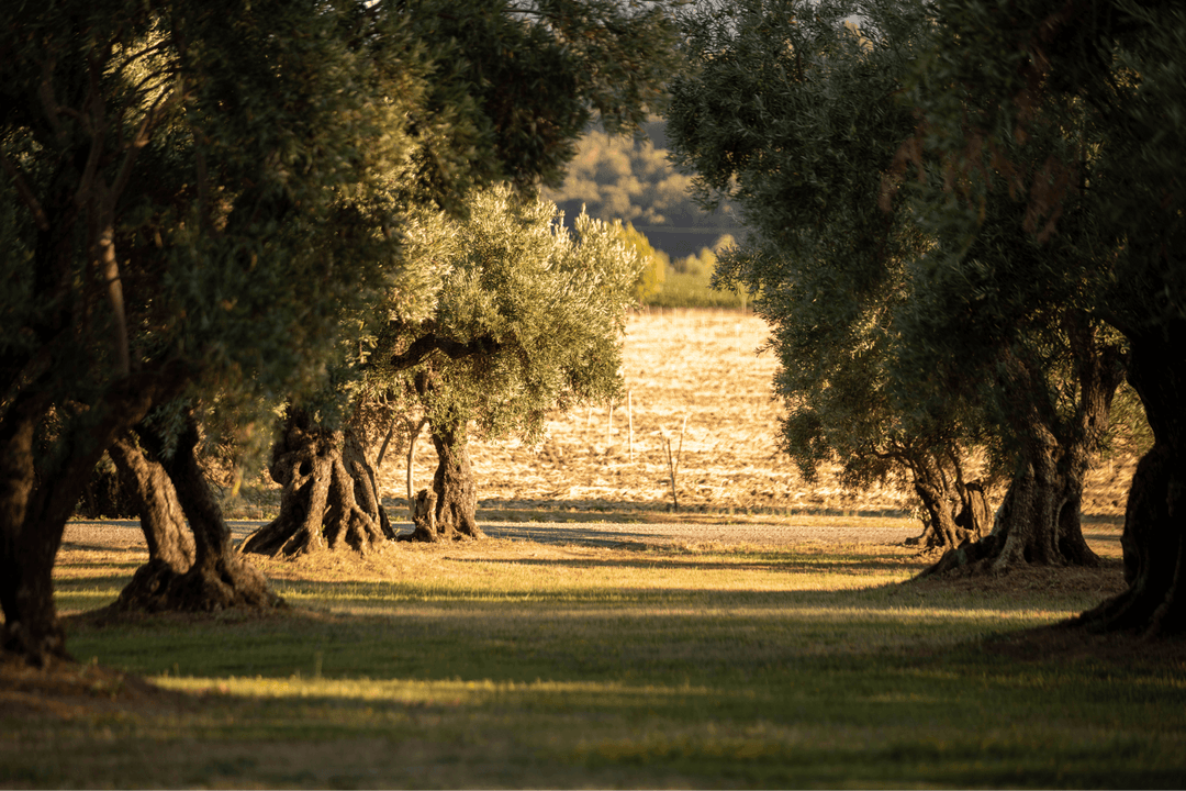 the olive grove
